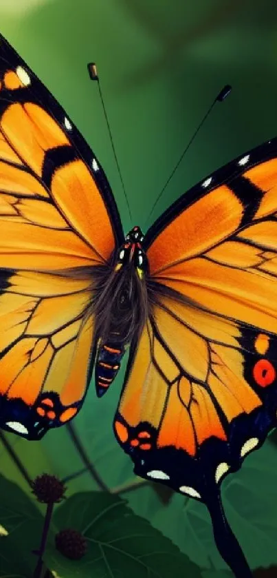 Vibrant orange and black butterfly on green leaves.