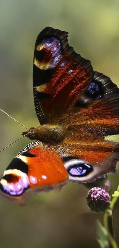 Colorful butterfly on flower mobile wallpaper.