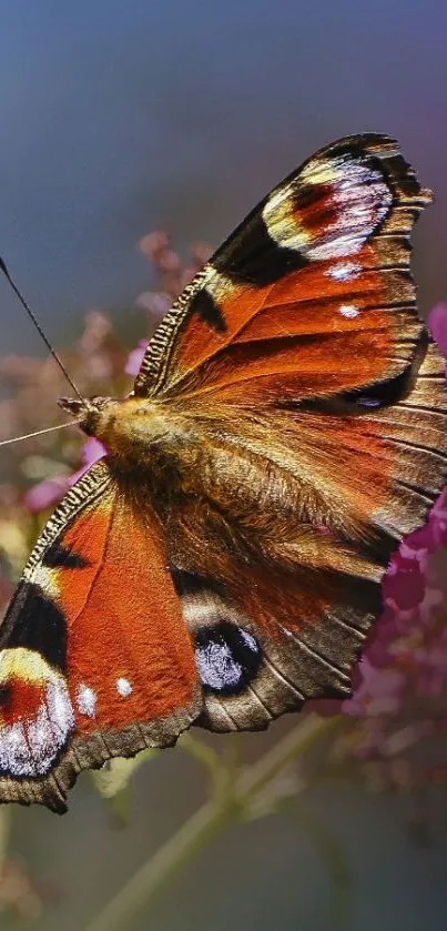 Vibrant butterfly with orange wings on a mobile wallpaper.