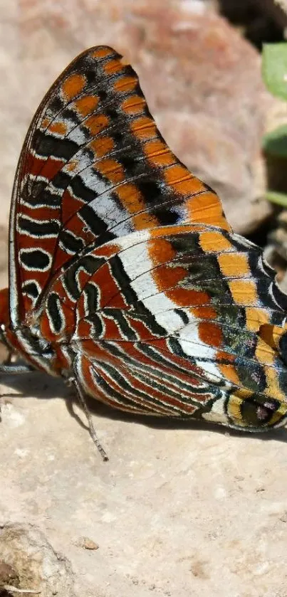 Colorful butterfly on a rock surface.