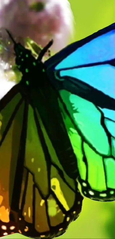 Vibrant rainbow-colored butterfly on green backdrop.