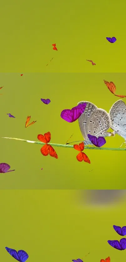 Colorful butterflies sitting on a thin branch with a vibrant green background.