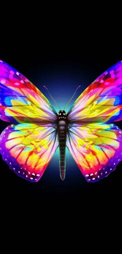 Colorful rainbow butterfly on black background wallpaper.