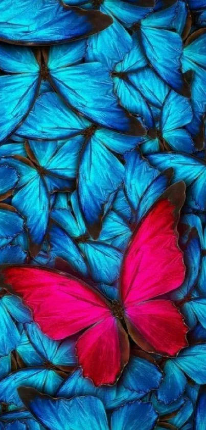 Vibrant blue and red butterfly wallpaper for mobile phones.