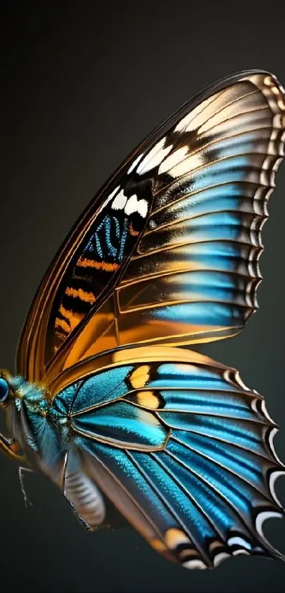 A vibrant blue and orange butterfly on a dark background, ideal for mobile wallpaper.