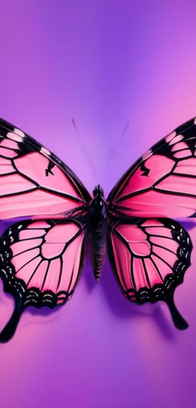 Pink and black butterfly on a purple gradient background.