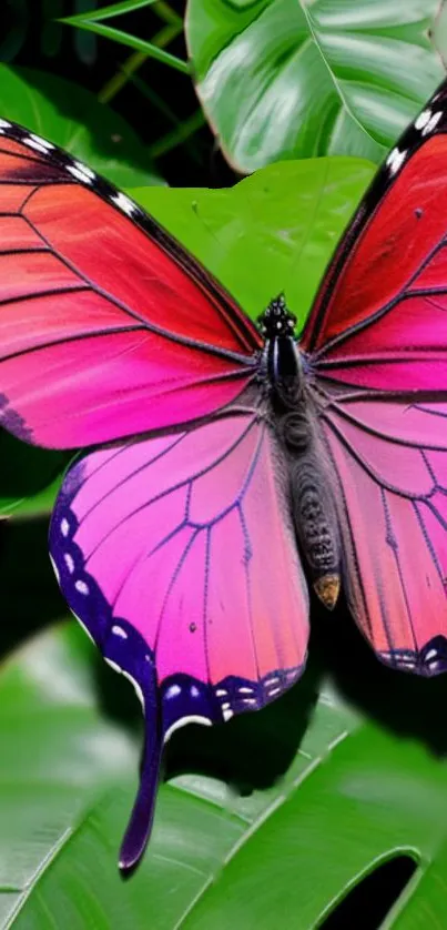 Vibrant butterfly with pink wings on green leaves.