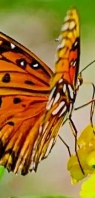 Vibrant orange butterfly on a yellow flower with green background.