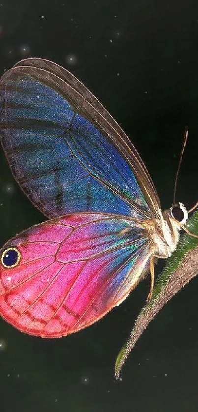 Vibrant butterfly with blue and pink wings on green leaf.