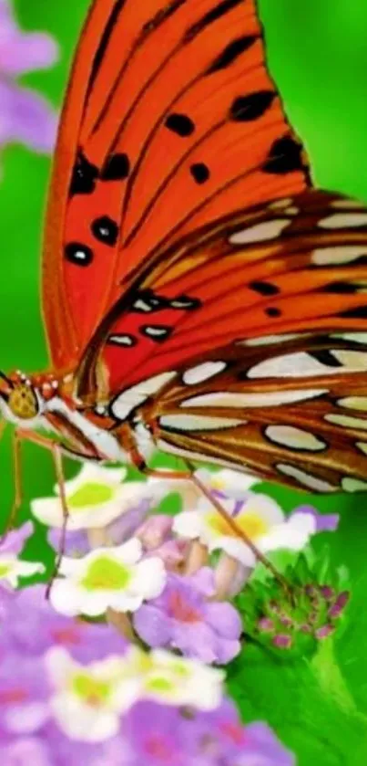 Orange butterfly on green and purple floral background.