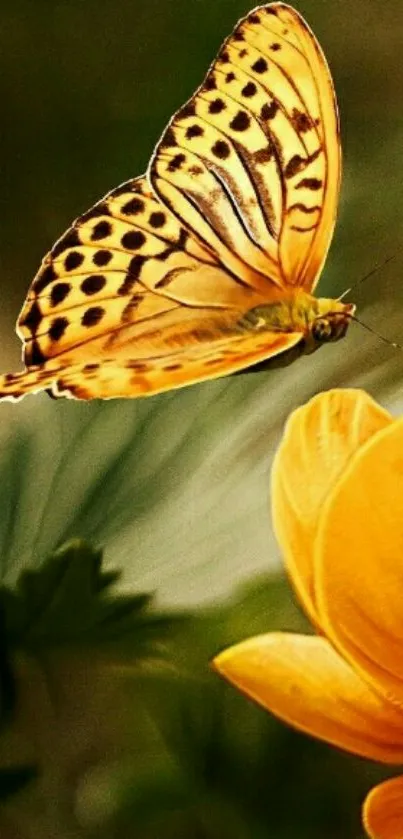 Orange butterfly near a yellow flower.