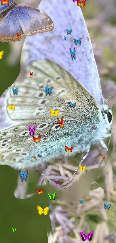Purple butterfly perched on lilac flowers close-up.