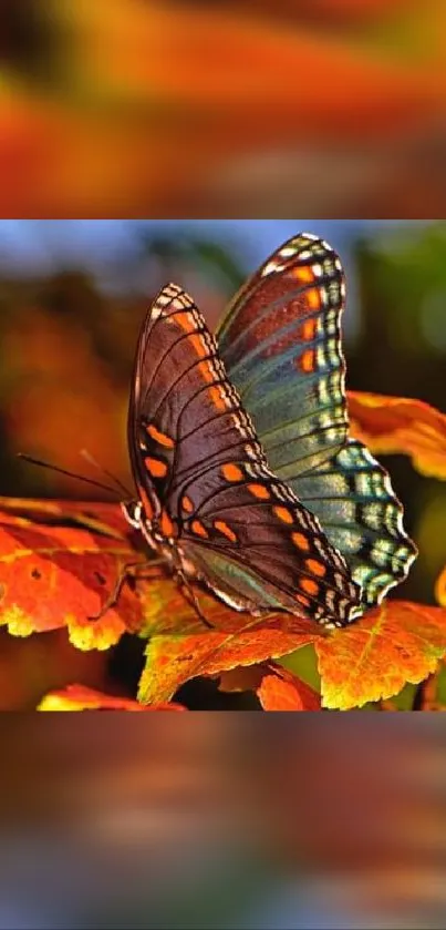 Vibrant butterfly on bright orange autumn leaves mobile wallpaper.