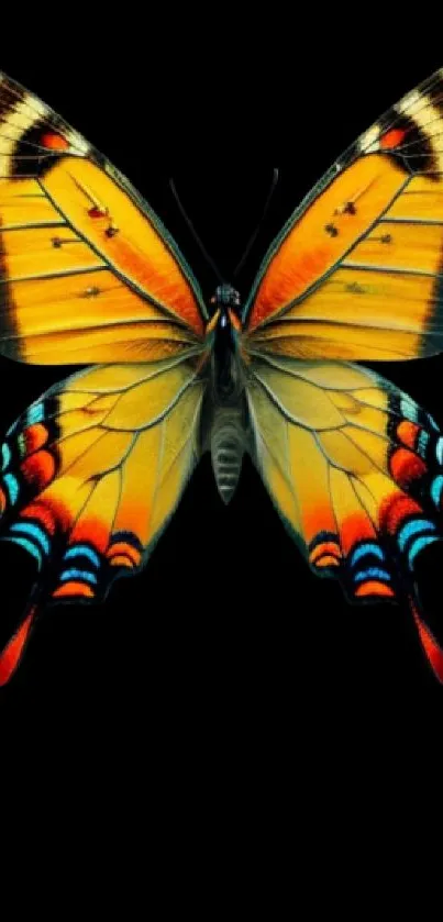 Vibrant butterfly with orange and yellow wings on a black background.