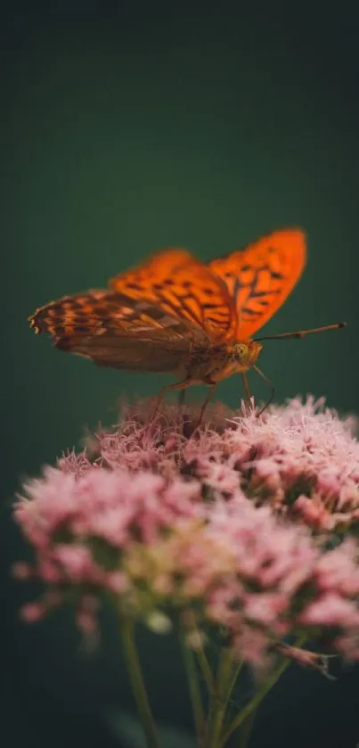 Vibrant orange butterfly resting on pink blooms, set against a dark green background.