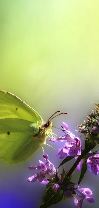 Colorful butterfly on flower wallpaper with vibrant green and purple hues.