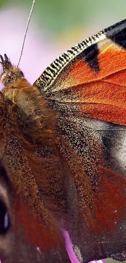 Close-up of a vibrant butterfly perched on a flower, showcasing colorful wings.