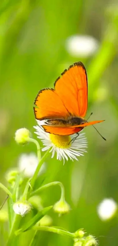 Vibrant orange butterfly on white flower in a lush green setting.