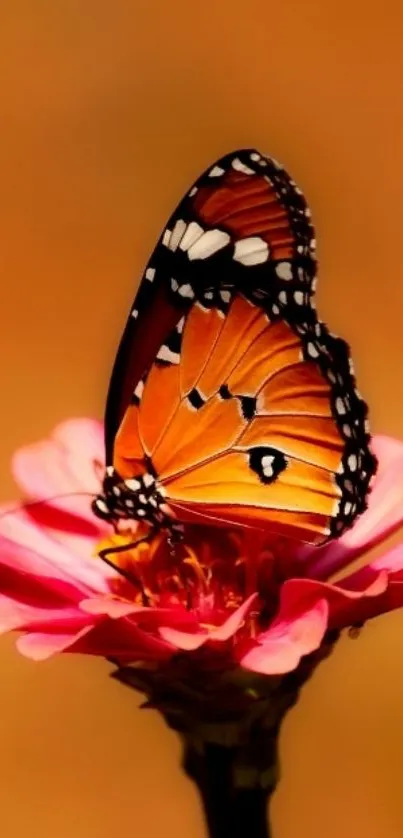 Orange butterfly resting on pink flower with warm blurred background.