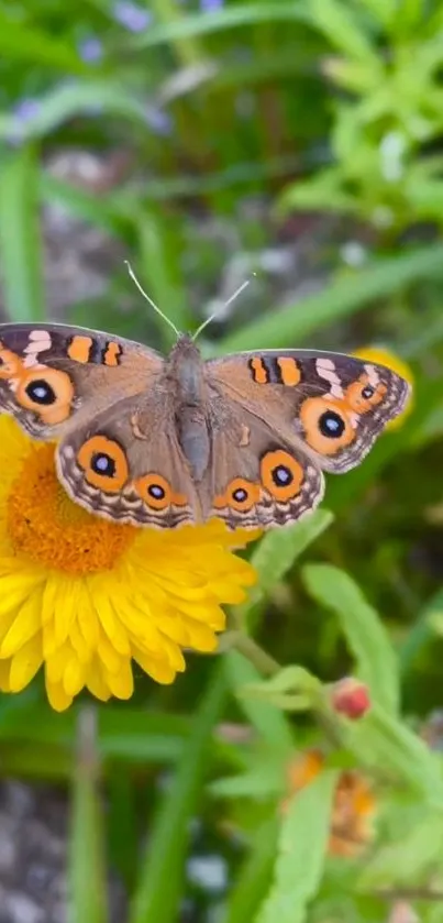 Butterfly perched on a yellow flower against a green backdrop.