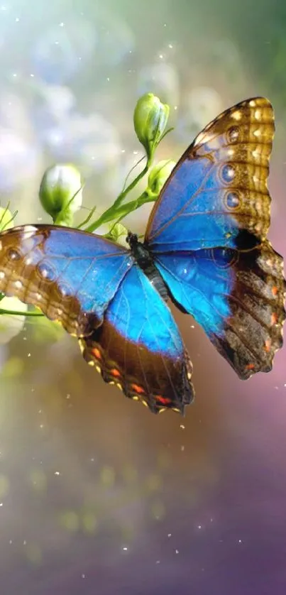 Vibrant blue and brown butterfly perched on delicate blossoms.