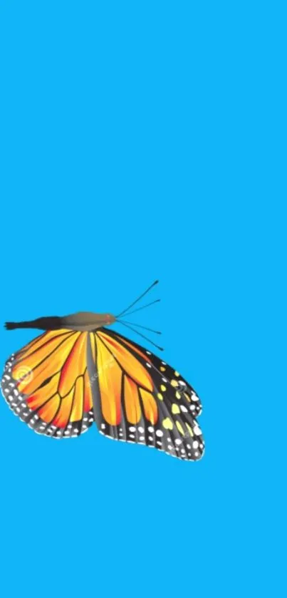 Vibrant monarch butterfly on a bright blue background mobile wallpaper.