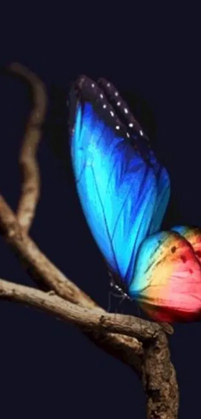 Vibrant butterfly with blue and red wings on a branch, set against a dark background.