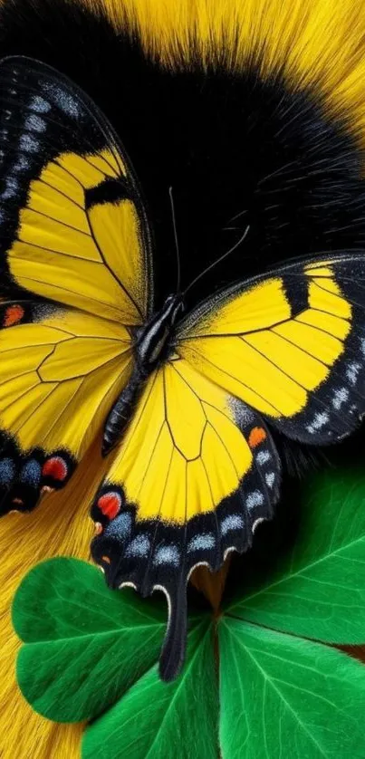 Yellow butterfly on clover with black fur background.