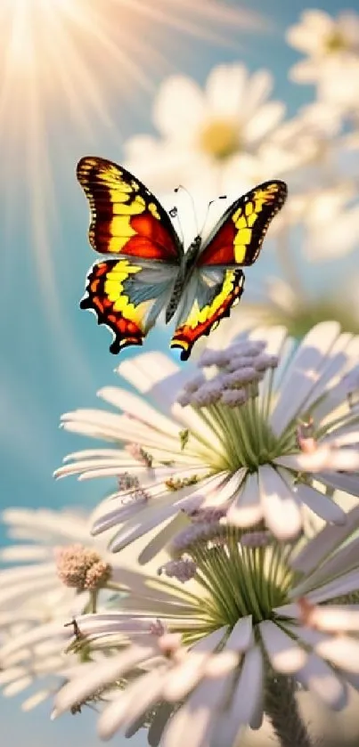 Vibrant butterfly resting on daisies with a sunlit background.