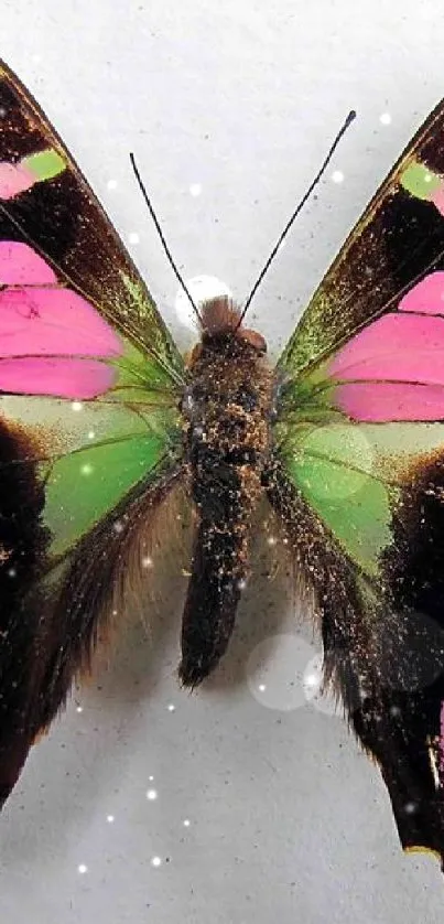 Vibrant butterfly with pink and green wings on a white background.