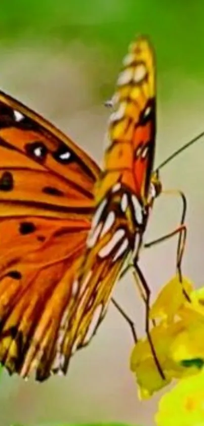 Orange butterfly resting on yellow flower with green background.