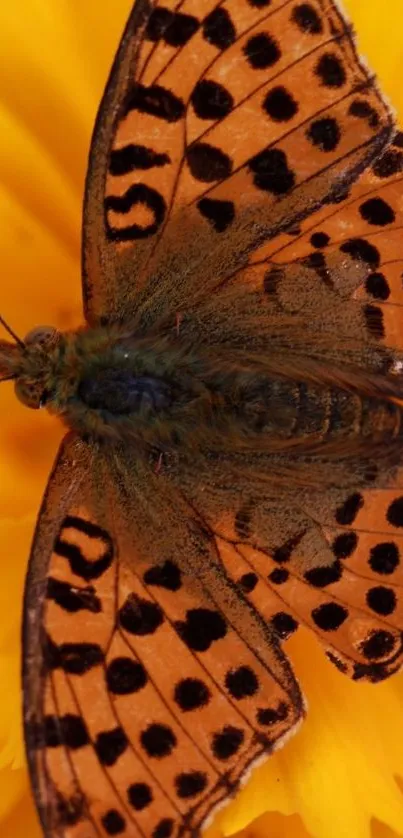 Bright orange butterfly on a yellow flower mobile wallpaper.