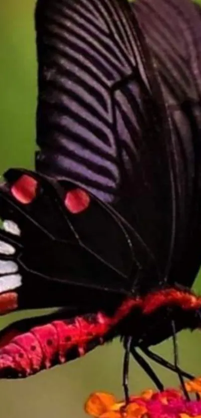 Vibrant butterfly resting on a flower with a green background.