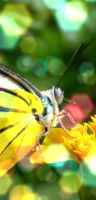 Yellow butterfly on flower with bokeh background.