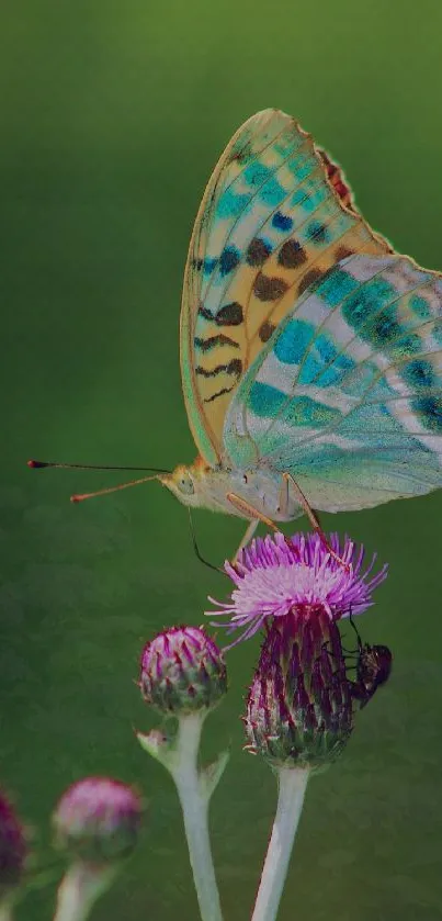 Colorful butterfly perched on a purple flower against a green background.