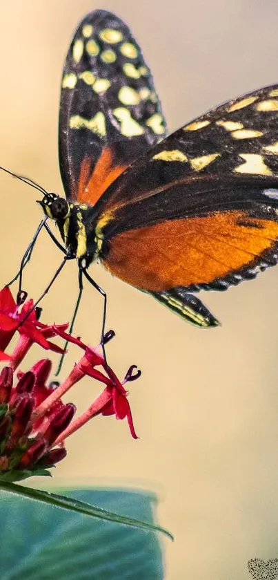 Close-up of a butterfly perched on a vivid red flower with a soft background.