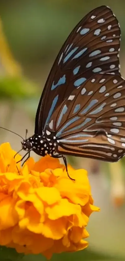 Butterfly perched on a vibrant orange flower, showcasing nature's beauty.