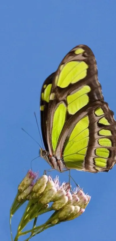 Vibrant butterfly perched on a flower with a blue sky backdrop.