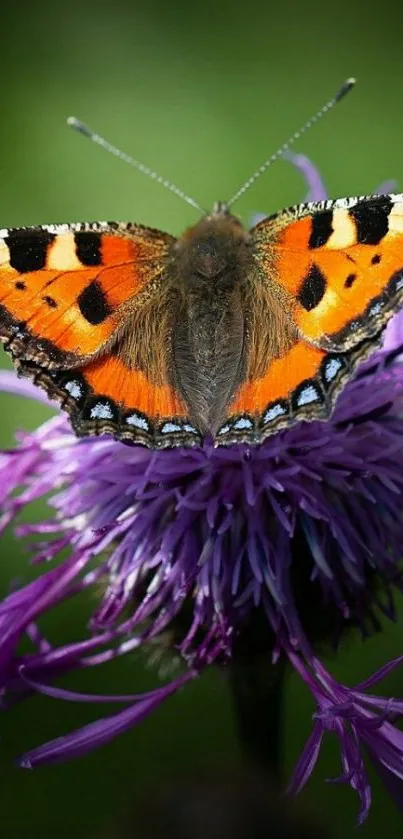 Vibrant butterfly on a purple flower mobile wallpaper.