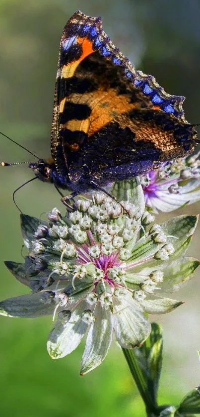 Vibrant butterfly perched on a white flower against a soft blurry background.