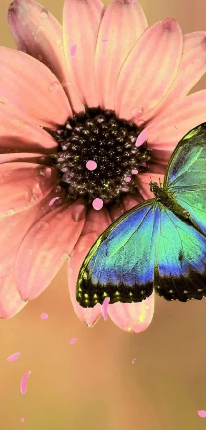 Colorful butterfly on pink flower background.