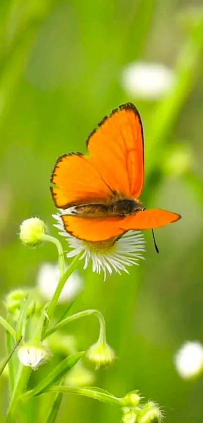 Orange butterfly on white flower against green background.