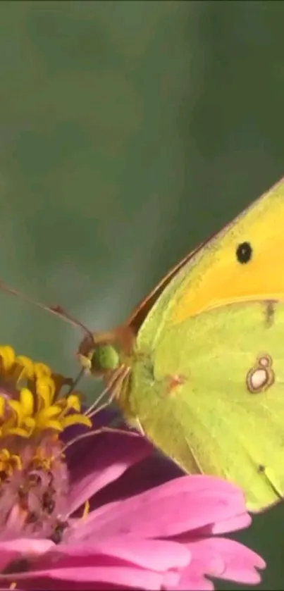 Yellow butterfly on a vibrant flower background.