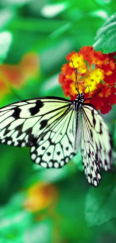 Butterfly on vibrant flower with lush green leaves