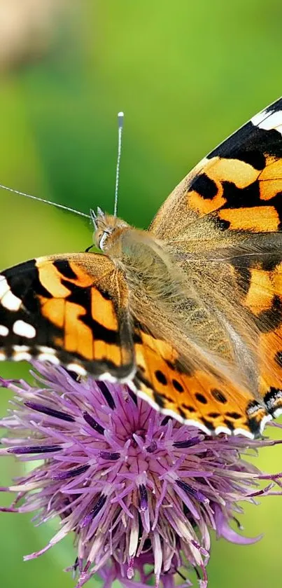 Vibrant butterfly resting on a purple thistle with a green blurred background.