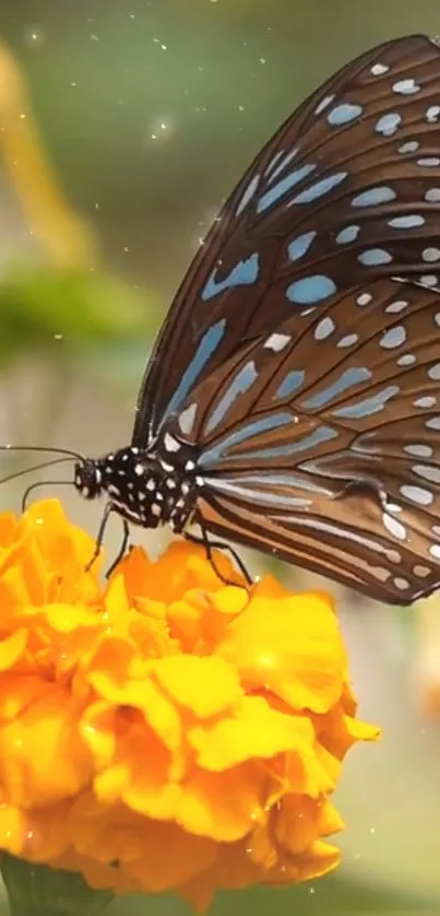 A vibrant butterfly resting on a bright yellow flower in natural lighting.