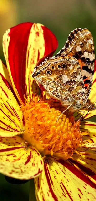 Close-up of butterfly on vibrant yellow and red flower.