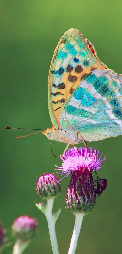 Colorful butterfly resting on a purple flower.