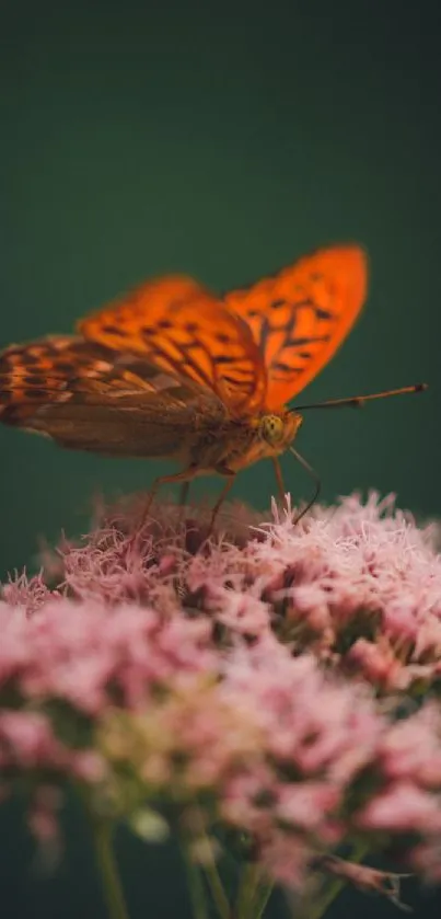 Orange butterfly perched on pink flowers with dark green background.