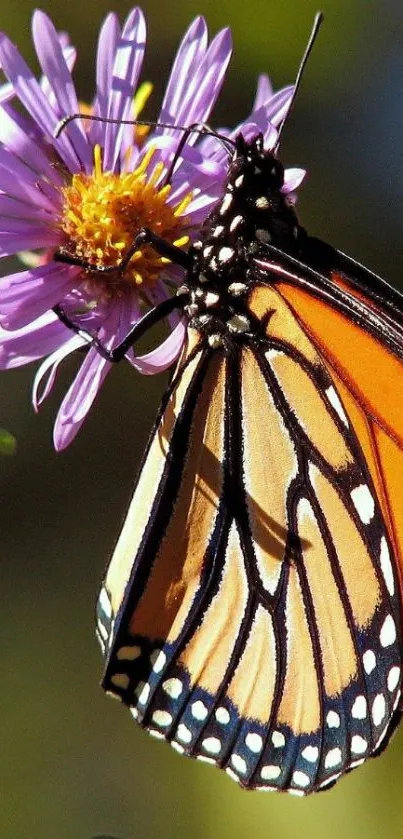 Orange butterfly resting on purple flower in vibrant detail.